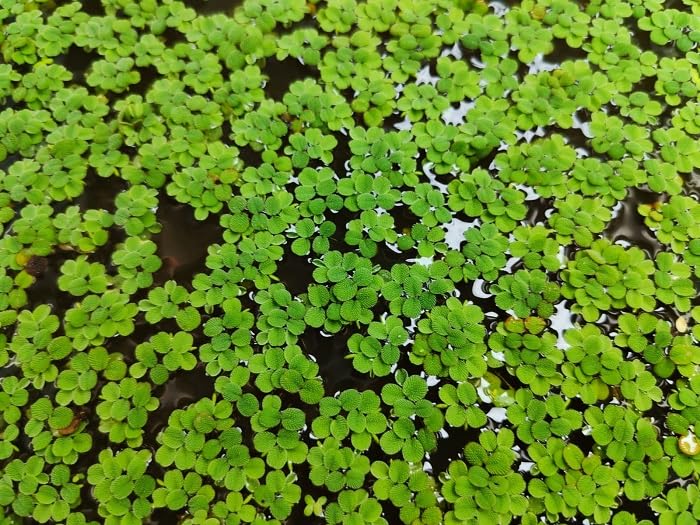 20x Salvinia Minima Water Spangle Live Floating Aquarium Plant Floating Fern UK