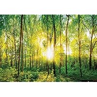 WallArena Fotobehang Bos Berkenbos Groen Landschap