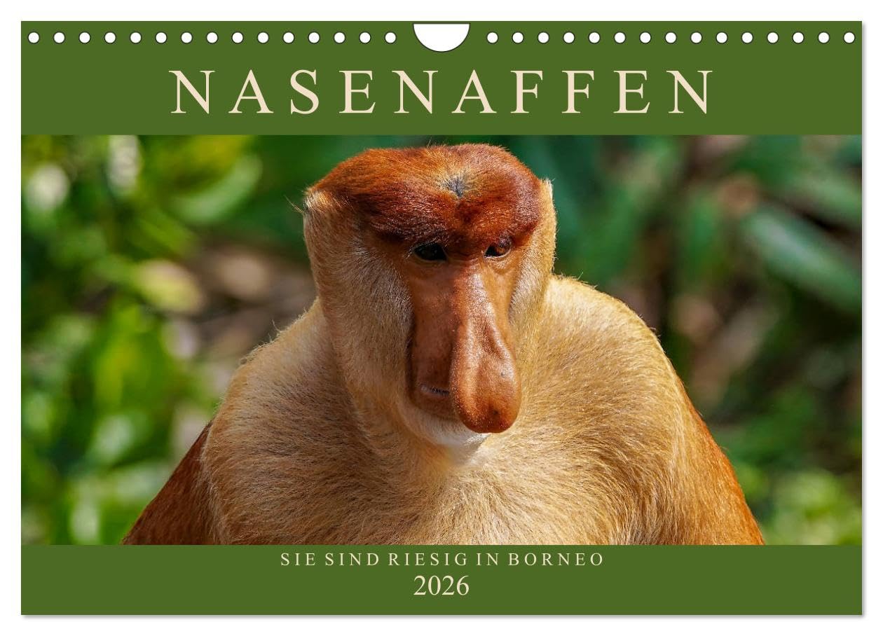 Nasenaffen von Borneo (Wandkalender 2026 DIN A4 quer), CALVENDO Monatskalender: Das aufregende Leben der Nasenaffen in Borneo (CALVENDO Tiere)