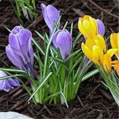 Generic 2 PCS Hot Sale Many Varieties Saffron Bulbs (not Saffron Seeds