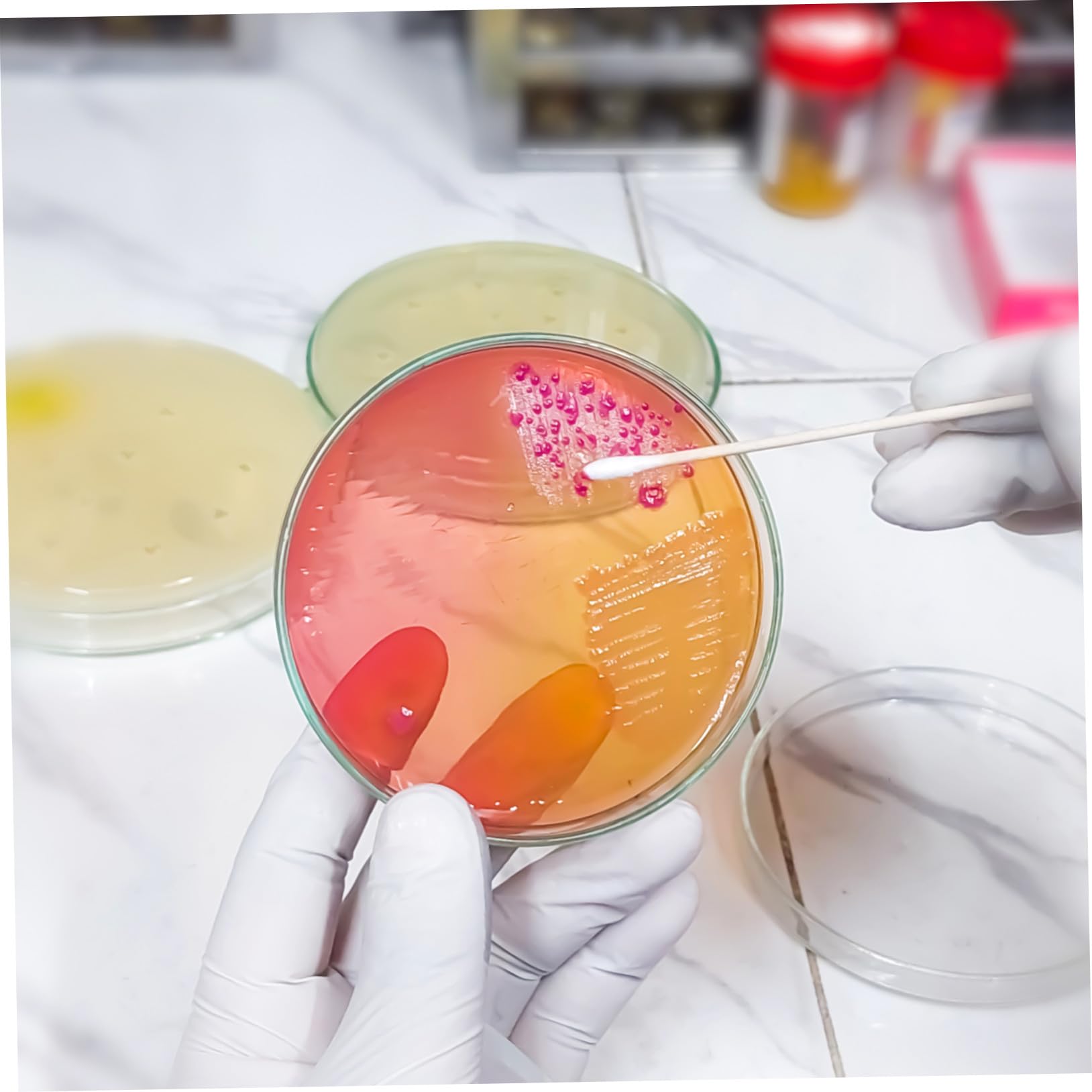 Piastre Petri Agar Nutritivo da 7cm, 20 Pezzi Pronte all'Uso | Microrganismi, Analisi Microbiologiche, Scuola e Lezioni di Scienze, Facili da Trasportare, Studenti Ricercatori