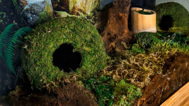 Galápagos (05346) Mossy Cave Hide, 4", Green - image 8