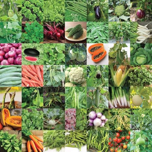 Image of Fresh 50 Variety Vegetable Seeds, 2000+ Organic & Hybrid Seeds, Non-GMO Kitchen Garden Kit for Pots, Balcony, Patio & Terrace, All Season