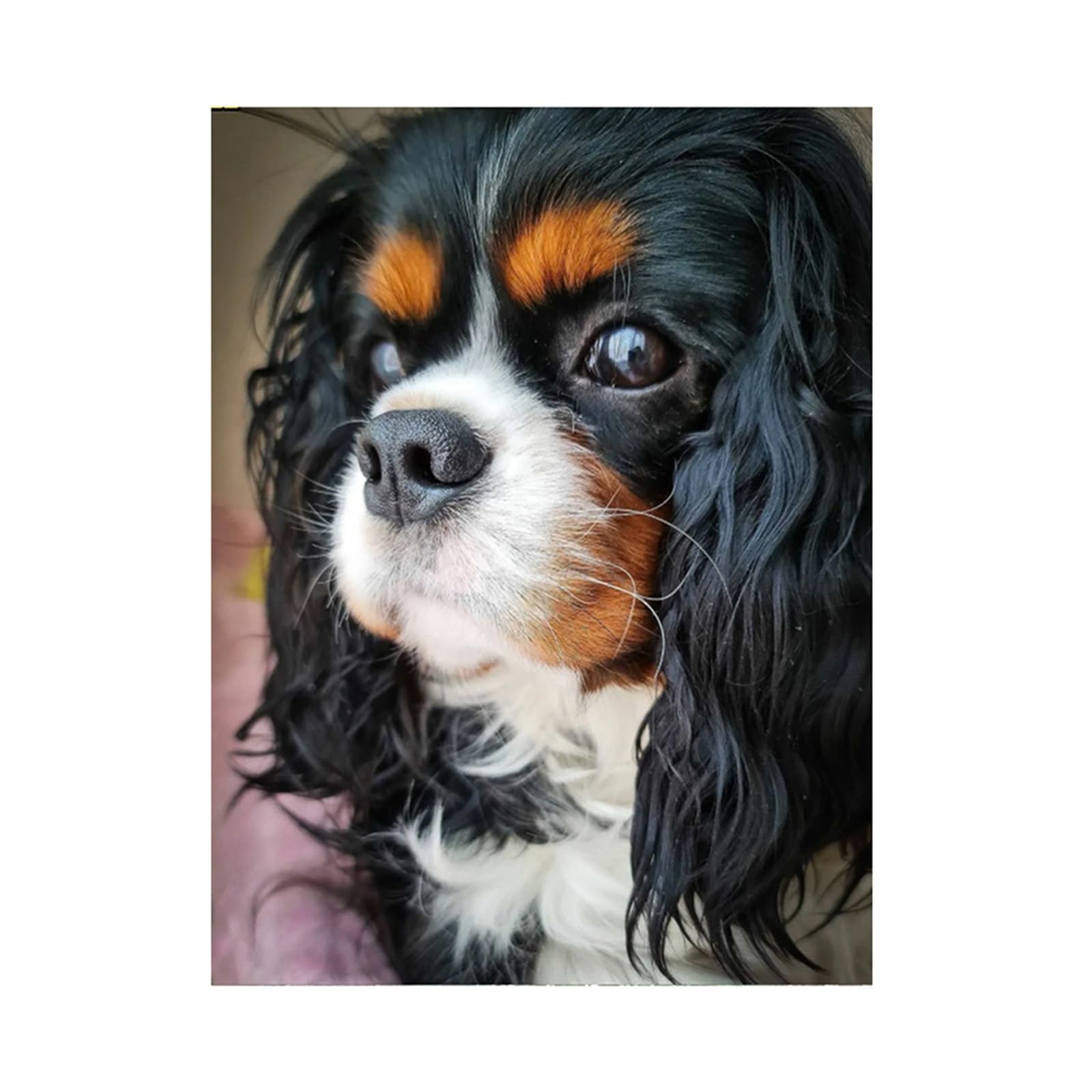Nprzm H212 5D Diy Diamond Painting Kit Cavalier King Charles Spaniel Diamond Drawing For Adults Rhinestone Embroidery Art Home Wall Decor 30X40cm