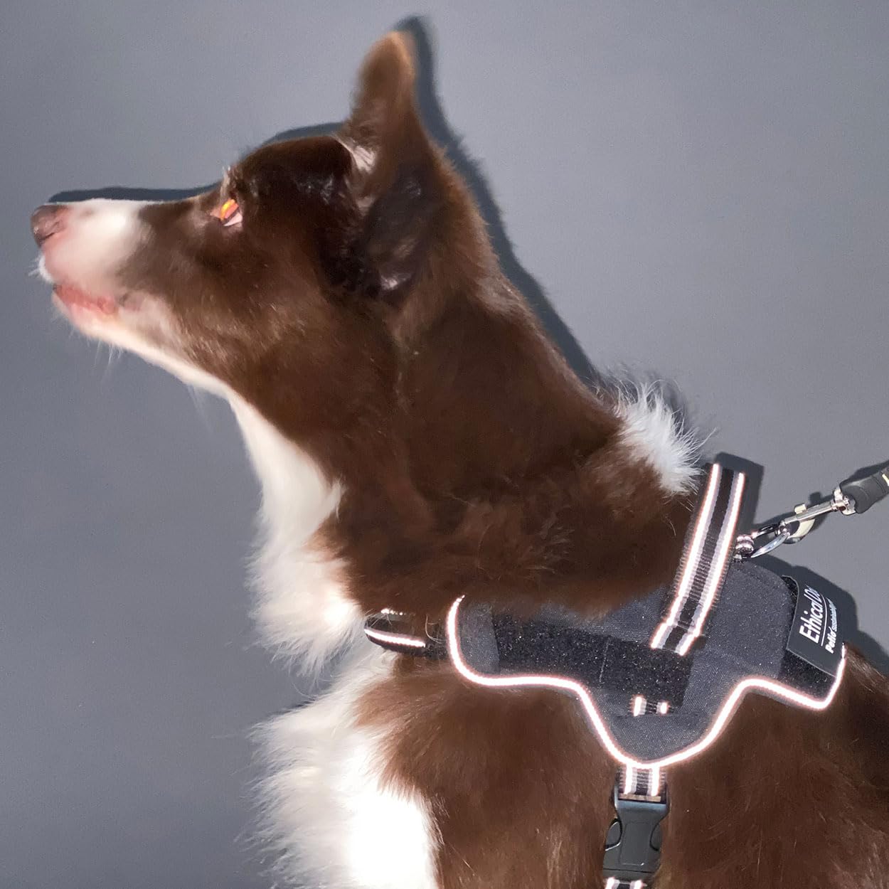 Amazon | ペティオ (Petio) 犬用胴輪 EthicalDoor（エシカルドア