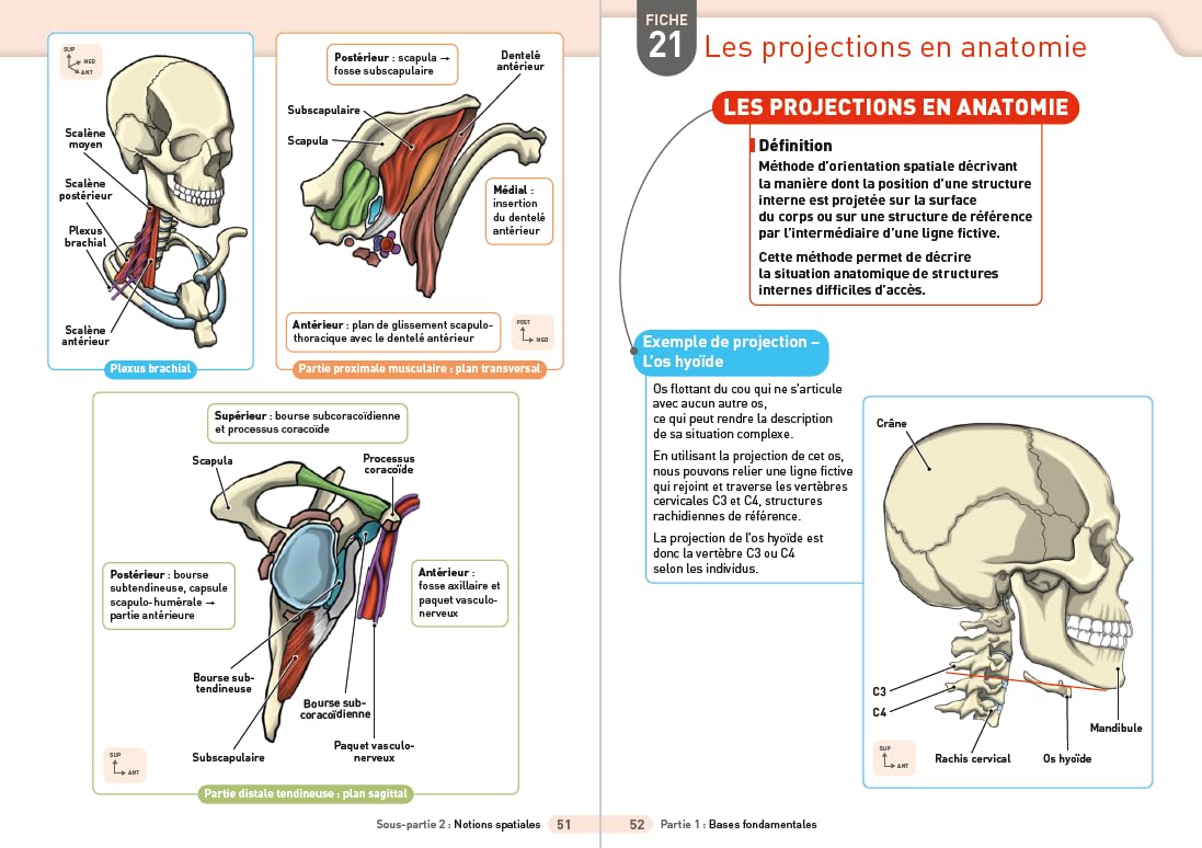 L'anatomie de l'appareil locomoteur : l'essentiel en 120 fiches visuelles: Pour les étudiants en filières Santé et Sport