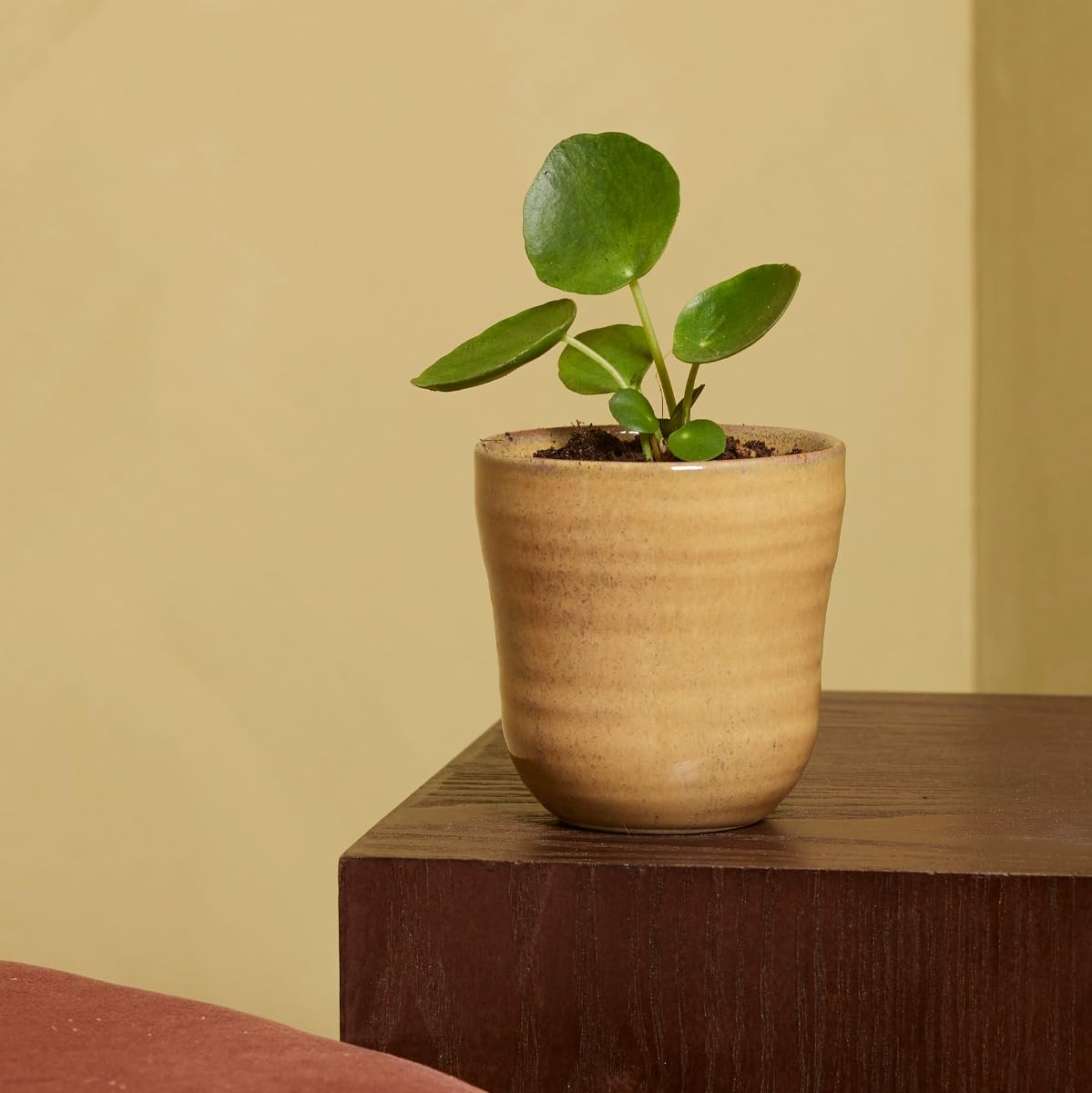 Pilea Peperomioides Sugar® (Pianta Dei Soldi Cinese) - Rara Varietà Con Foglie Screziate D'Argento, Pianta Da Interno, Vaso 12 Cm - 3