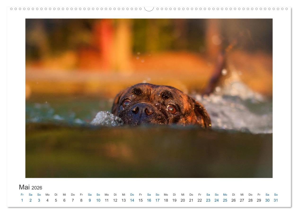 Deutscher Boxer - Boxer im Wasser 2026 (hochwertiger Premium Wandkalender 2026 DIN A2 quer), Kunstdruck in Hochglanz: Boxer im Wasser fotografiert (CALVENDO Tiere)
