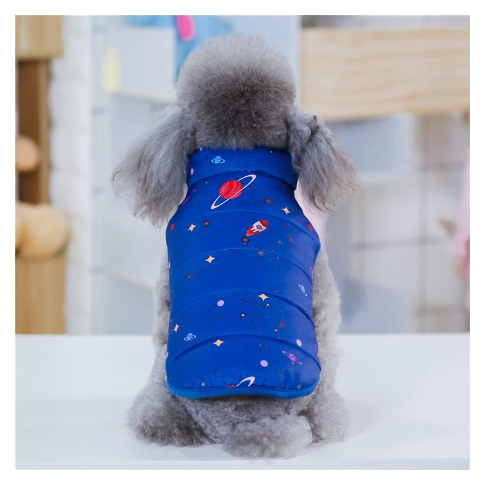 Manteau bleu pour balade d'hiver des Chihuahua et Shih Tzu