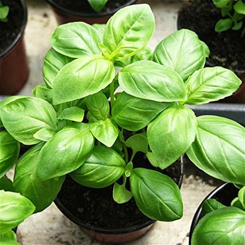 Seedscare Basil Italian Herb 50 Seeds Pack