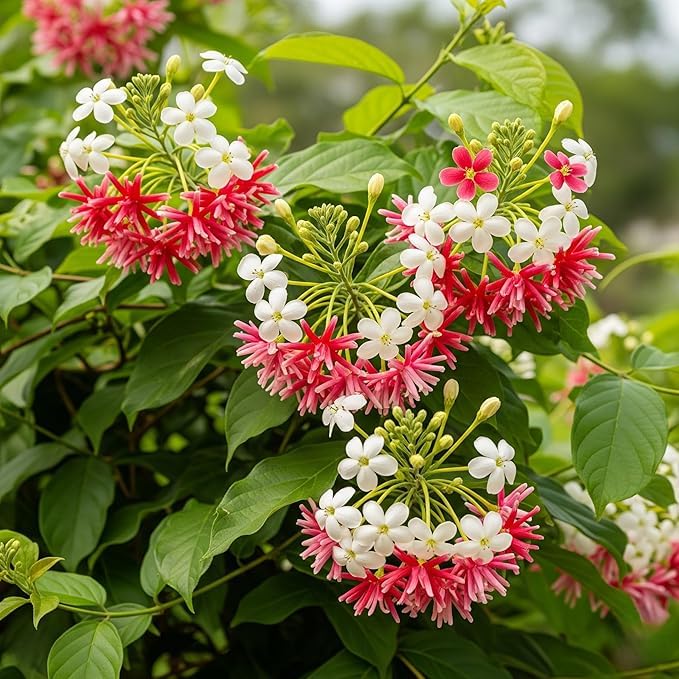 Image of Live Madhu-malti creeper plant, Outdoor Live Hybrid climbing Flowering Plant, Combretum indicum (मधुमालती) Flower Plant with black premium pot