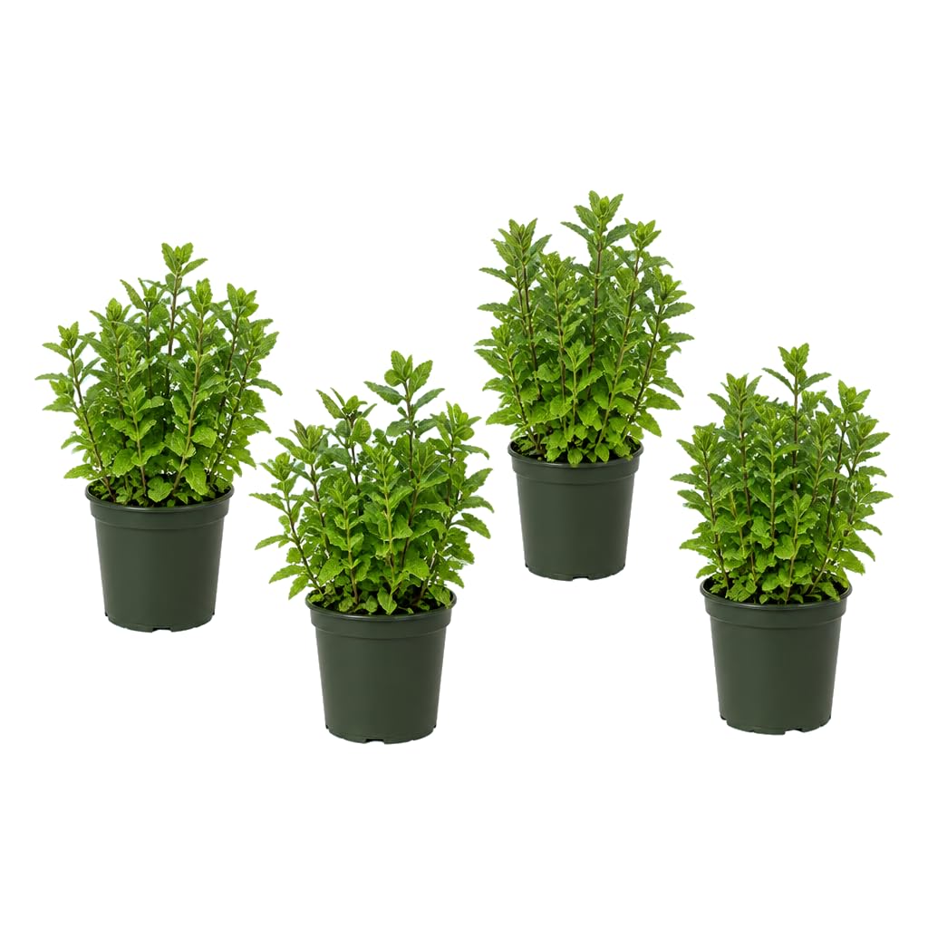 DECOALIVE Pack de 4 Plantas: Mentha Spicata, Menta de Jardín, 25-30 cm de Altura, para Colección de Aromáticas