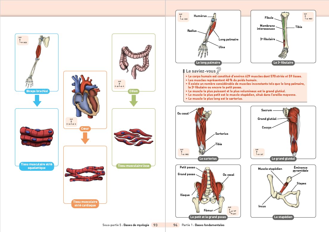 L'anatomie de l'appareil locomoteur : l'essentiel en 120 fiches visuelles: Pour les étudiants en filières Santé et Sport