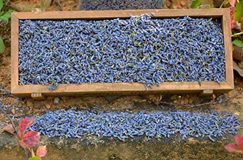 16 Ounces, Organic Culinary Dried Lavender Buds - Lavandula Dentata - Highland Grow
