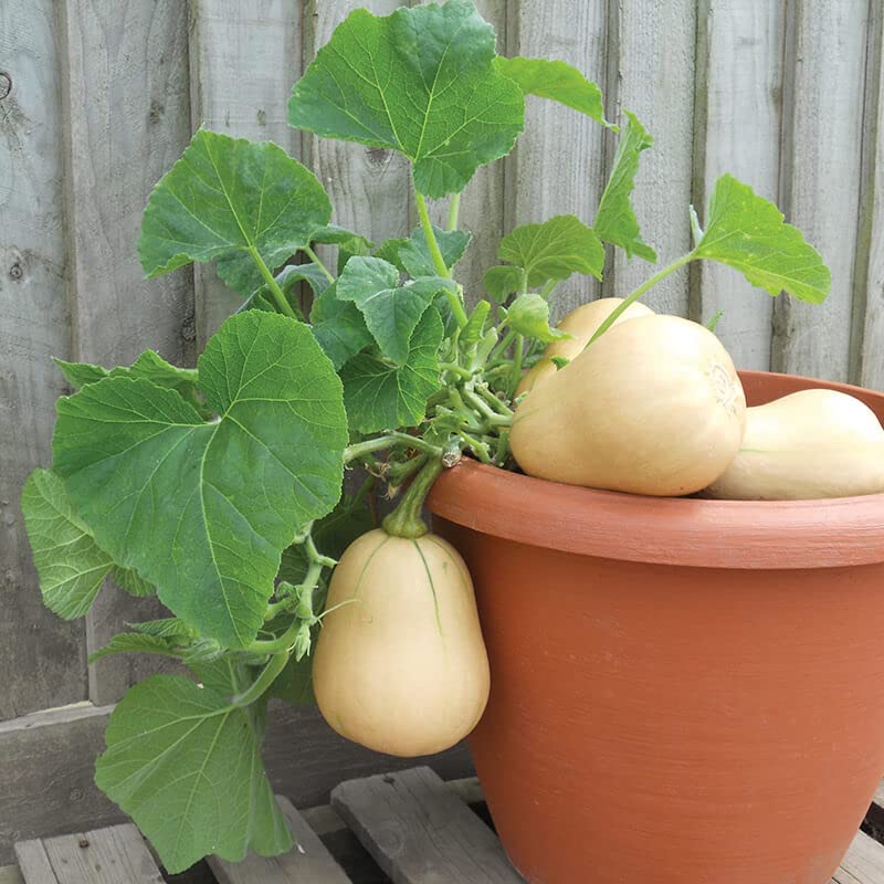 M-Tech Gardens Rare Hybrid Squash " Butterbush " Exotic 10 Vegetable Seeds for Growing (B0BQCGSFJR) Amazon Price History, Amazon Price Tracker