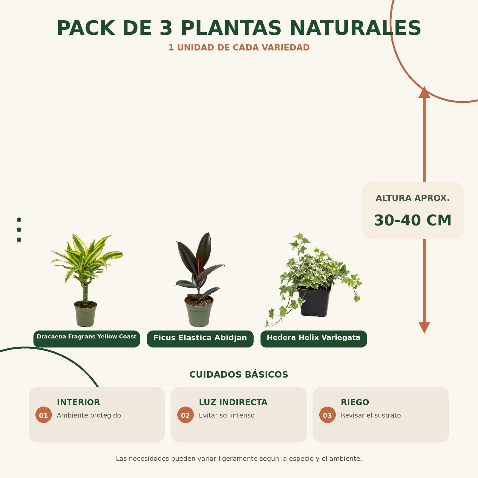 Pack 3 Plantas Naturales para Exposición Botánica Interior DECOALIVE