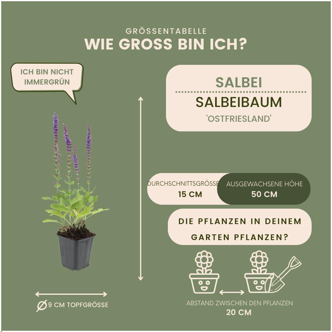 Plants by Frank | 12 Salbei Pflanzen | Salvia Nemorosa 'Ostfriesland' | Bodendecker Winterhart Mehrjährig | Stauden | Blüten-Salbei | Violette Blütenfarbe | Gartenpflanzen