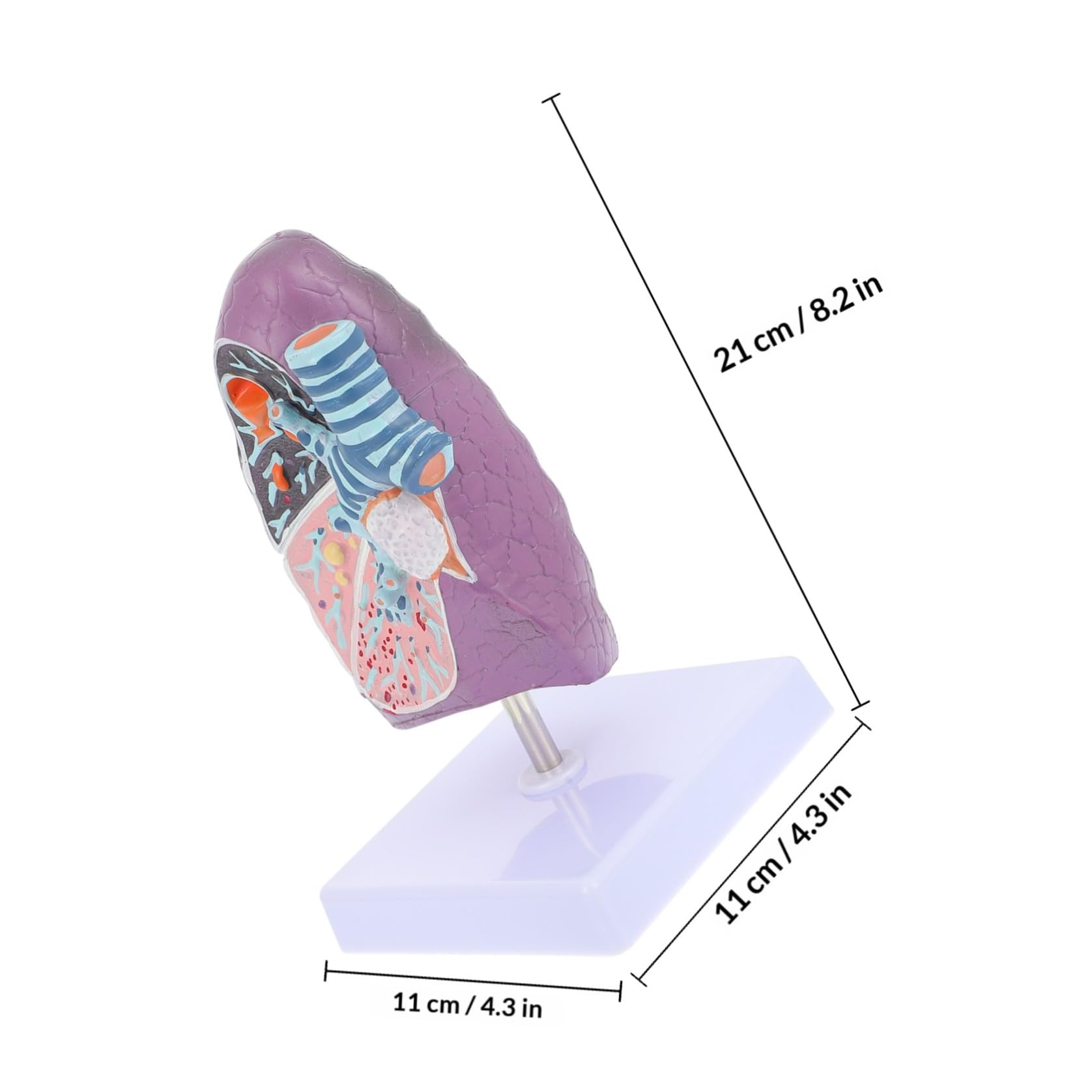 GALPADA Modèle D'anatomie Pulmonaire pour Enseignement Physiologie L'anatomie Destiné Réaliste en Plastique aux Étudiants en Sciences Médicales