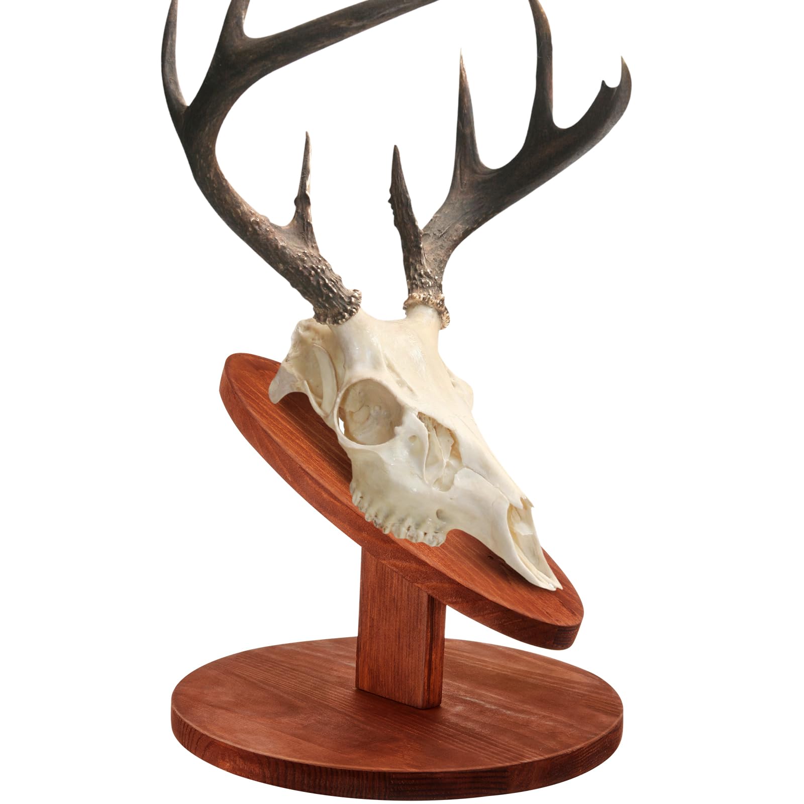 Amazon.com : Taiyin 1 Set Deer Head Mount Kit Solid Pine Skull