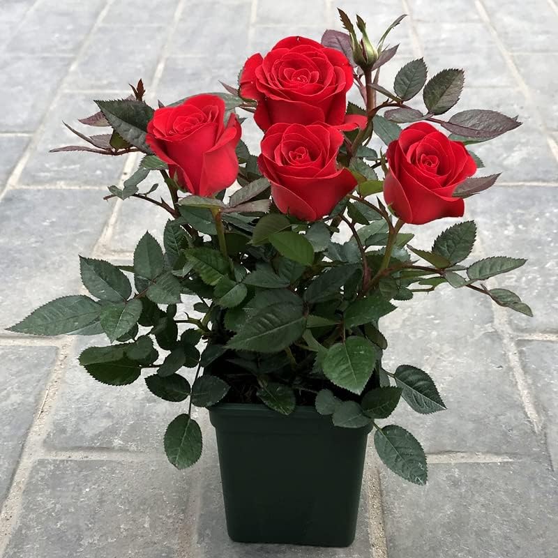 Miniatura 5 de Plántulas de rosas rojas Freedom de alta calidad 2 piezas planta de rosas teñidas vivas fácil de plantar jardín del hogar para decoración de patio e