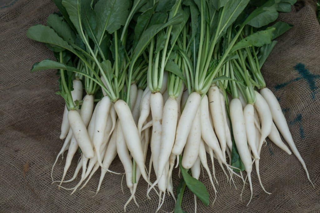 Desi Muli Seeds - Indian Muli Seeds, White Muli Seeds, Radish seeds (200 seeds) (B0CLCQXJB2) Amazon Price History, Amazon Price Tracker