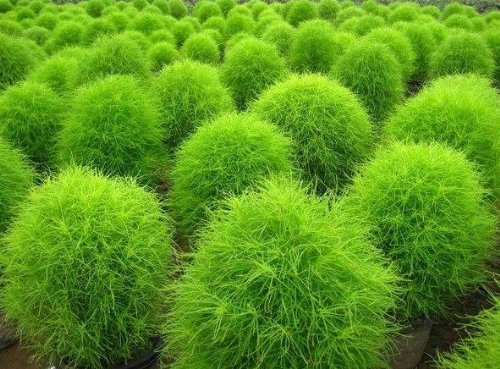 Super Agri Green Agricart Kochia Burning Bush (Green)