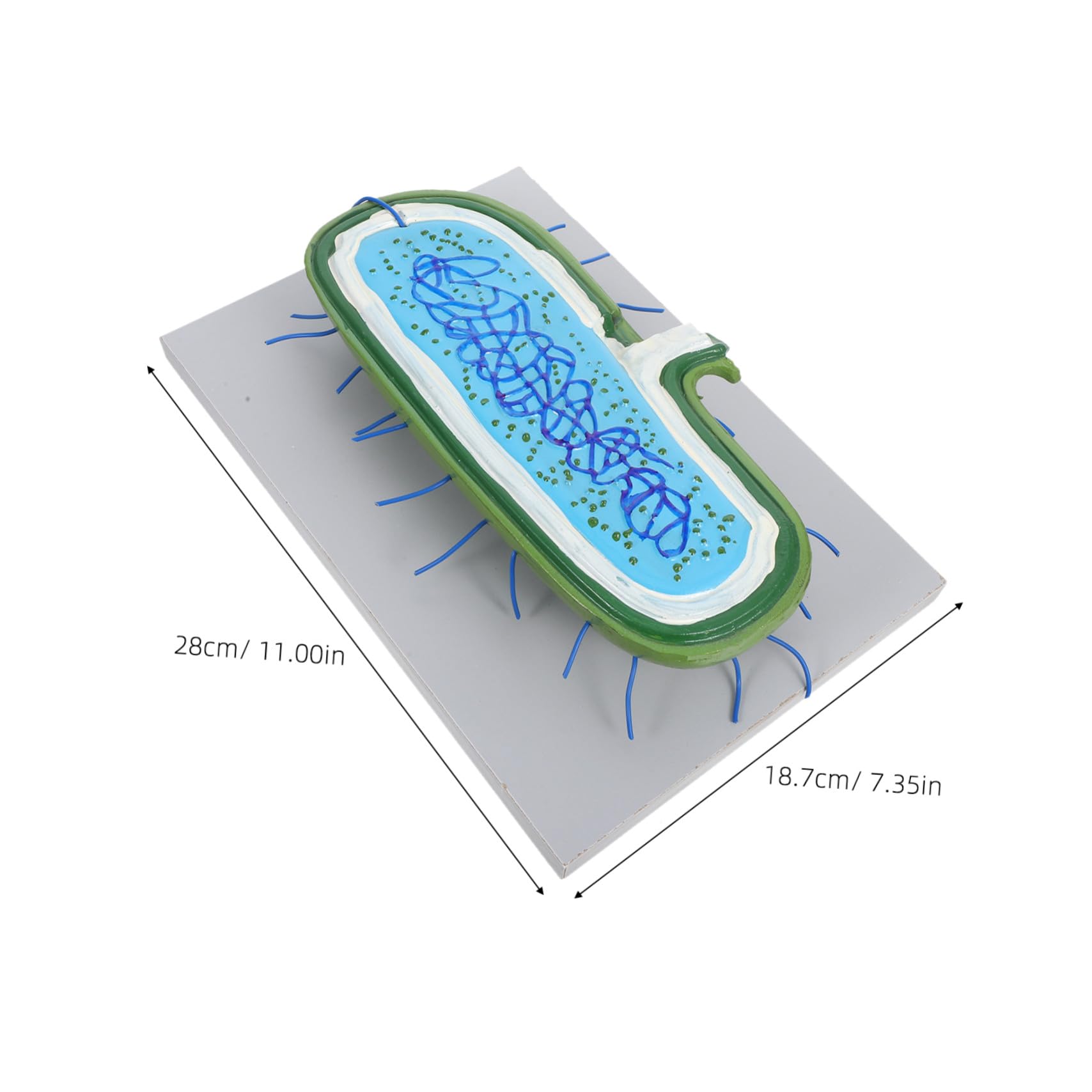 Anatomisches Zellkernmodell Vergrößert Tierzellstruktur mit Organellen für Biologieunterricht Schüler Wissenschaftliches Lehrmittel für Klassenzimmer