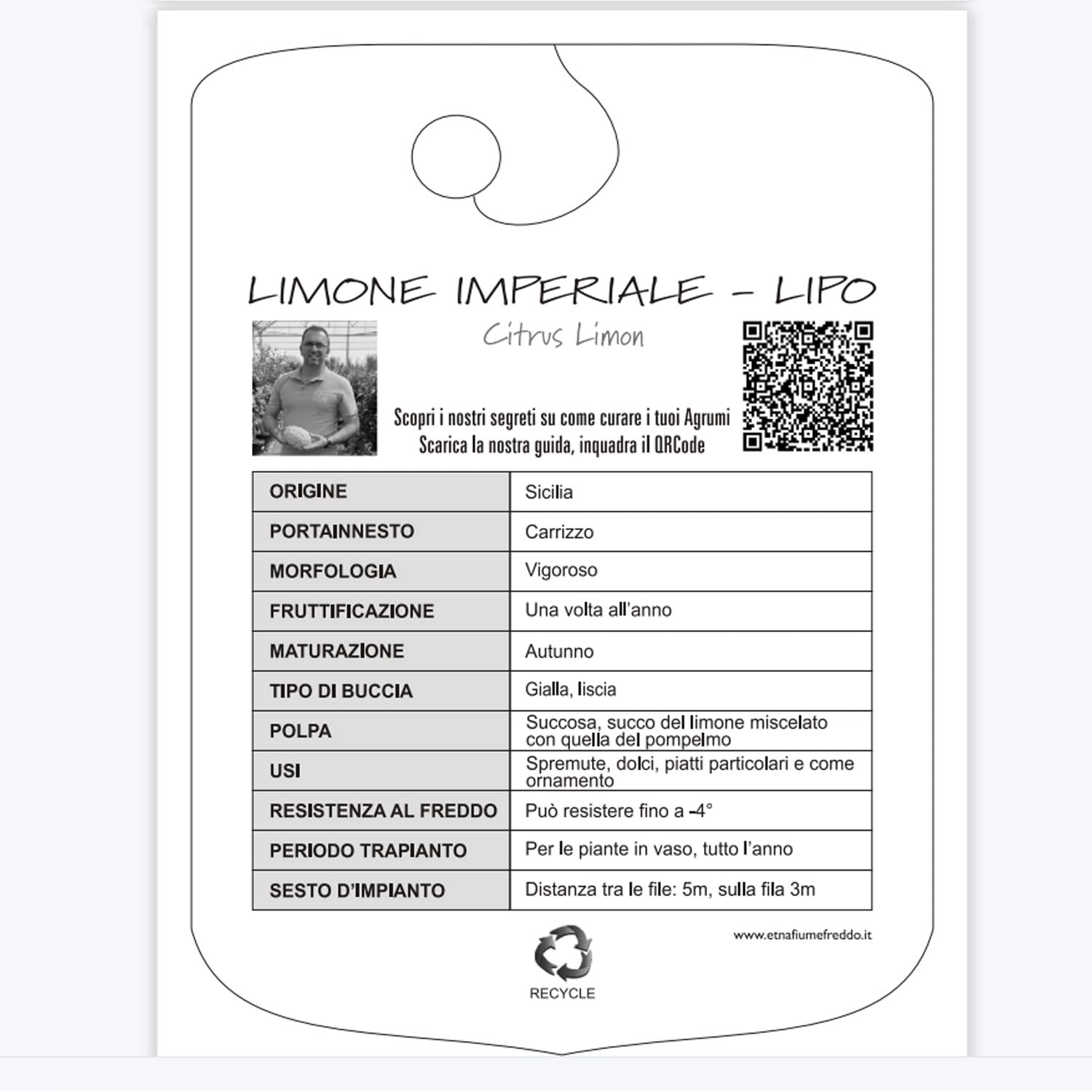 SAVINI VIVAI Pianta di Limone Albero Agrumi Limone Imperiale o Lipo in Vaso da 20 cm Altezza 70 cm 2-3 Anni di innesto Made Italy