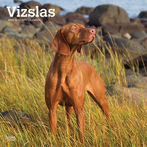 Télécharger Vizslas 2020 Calendar Francais PDF