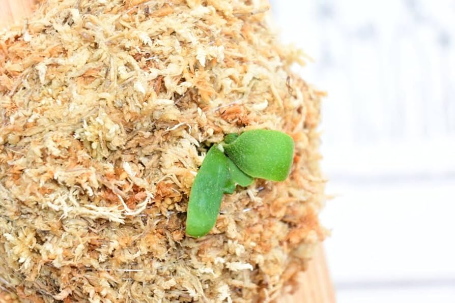 【訳あり】P.willinckii OMG 板付 5つセット 訳あり】P.willinckii OMG 板付 5つセット