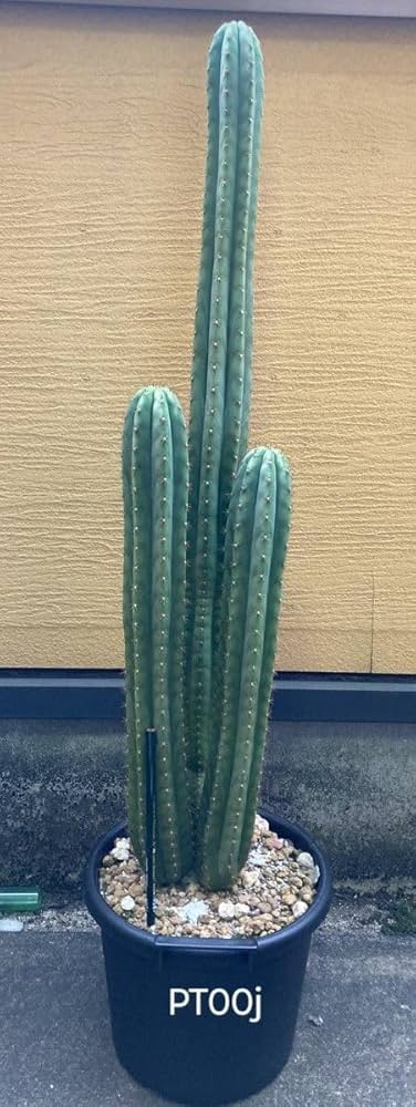 多肉植物 大きめ 緑と青の鉢*2 多肉植物 大きめ 緑と青の鉢*2