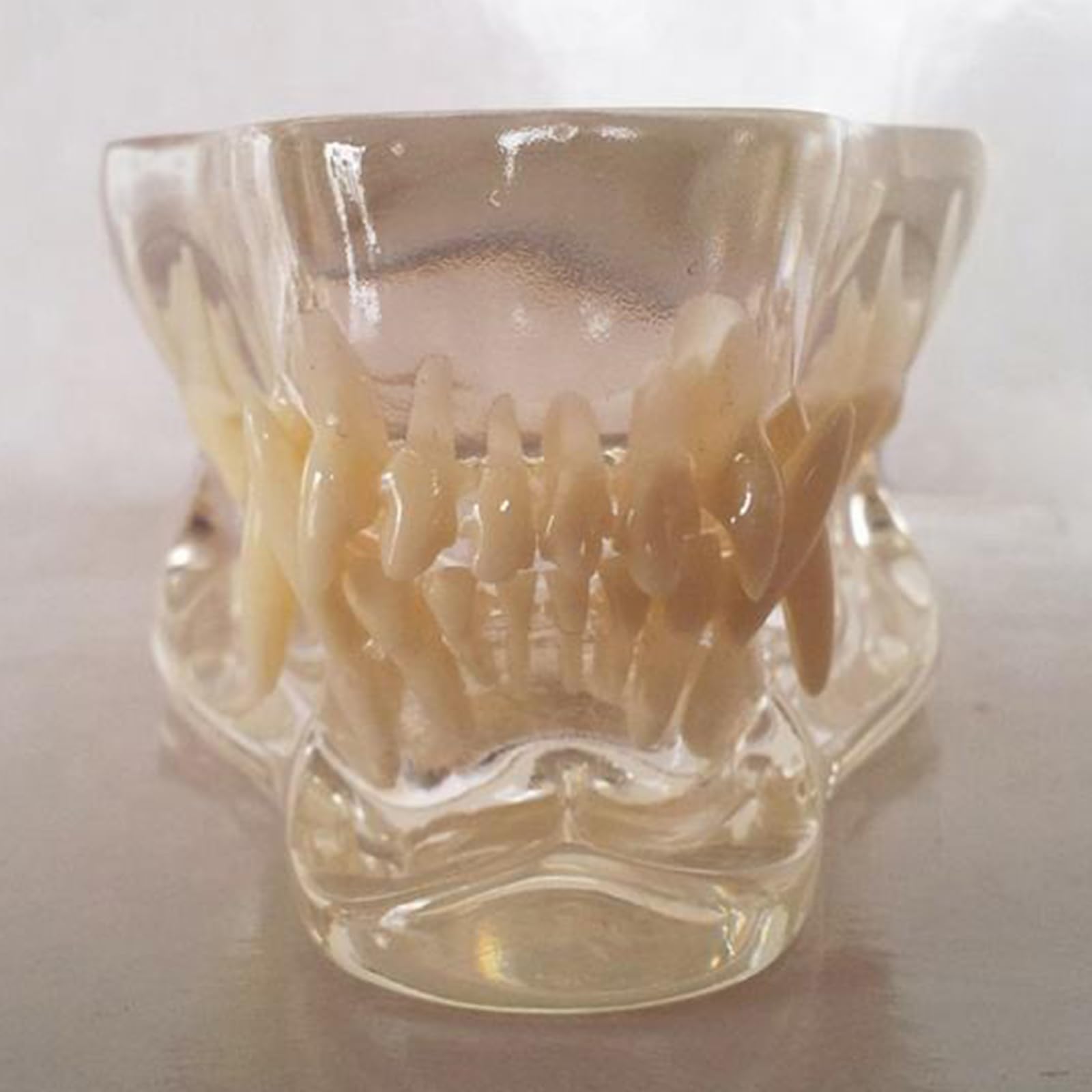 Modelo De Dientes Tipodontos De Perro, Cráneo, Boca Transparente, Clínica Veterinaria, Mandíbula Anatómica para Demostración De Anatomía Médica.,Transparent-8cm