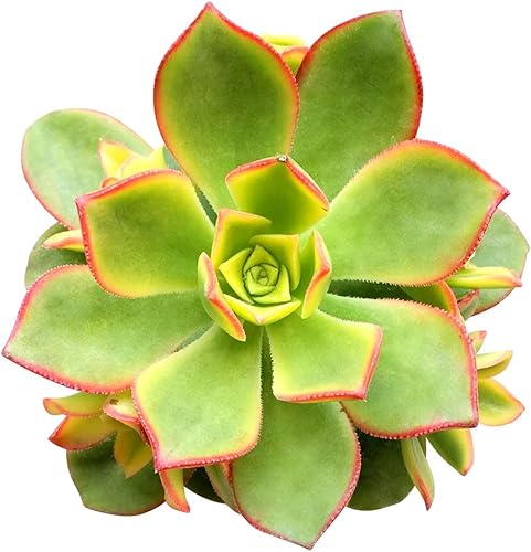 Aeonium Kiwi de 4 pulgadas  Colección colorida prémium de plantas suculentas Aeonium vivas  Rosetas saludables suculentas totalmente arraigadas en