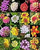 Lantana Mix, Shrub Verbenas Butterfly Garden Flowers Ham and Eggs Seed 20 Seeds