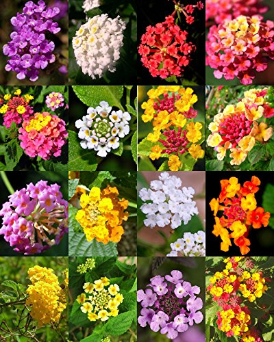 Lantana Mix, Shrub Verbenas Butterfly Garden Flowers Ham and Eggs Seed 20 Seeds