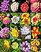 Lantana Mix, Shrub Verbenas Butterfly Garden Flowers Ham and Eggs Seed 20 Seeds