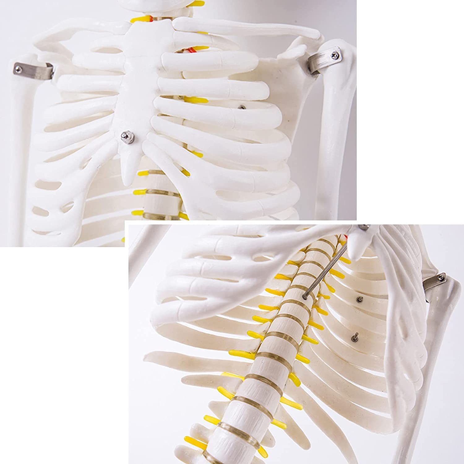 Model ludzkiego szkieletu o długości 85 cm do nauczania anatomii — zdejmowany szkielet z PCV z czaszką, kręgosłupem i ruchomymi stawami