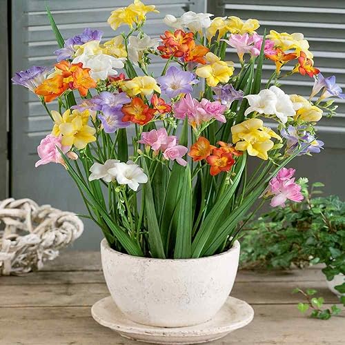 Outsidepride Fresia Garden Cut Flower Seed Mix para jarrones, ramos, 100 semillas