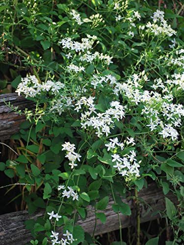 Perennial Farm Marketplace Clematis paniculata (Sweet Autumn) Vine, 4 Quart, Creamy White Flowers