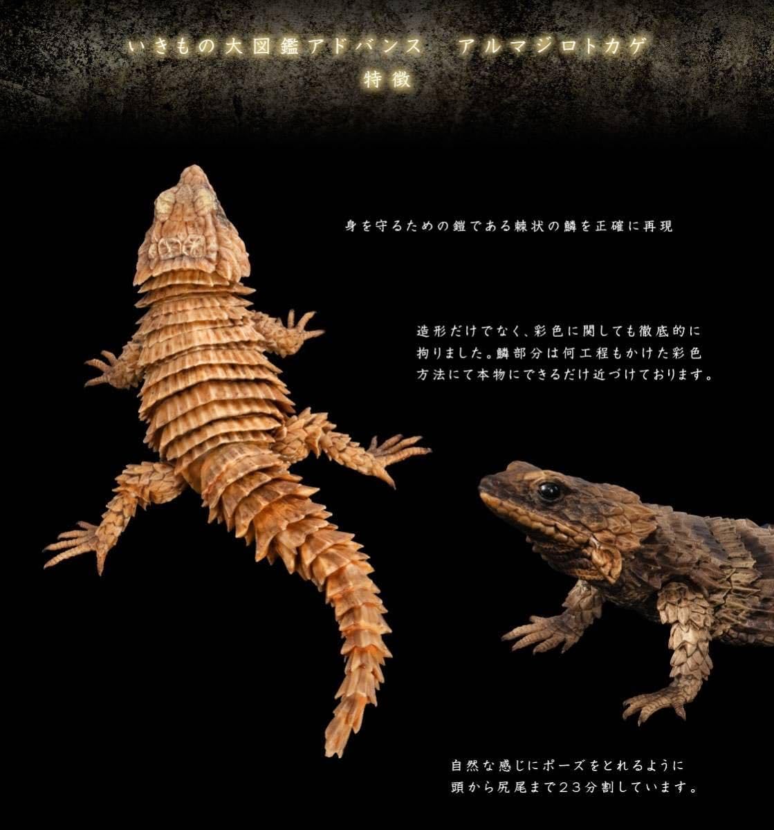 Amazon.co.jp: いきもの大図鑑アドバンス アルマジロトカゲ