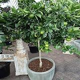 Brighter Blooms - Key Lime Bush, 1 Gallon - No Shipping to AK, AL, AZ, CA, FL, GA, HI, LA, MS, OR, TX