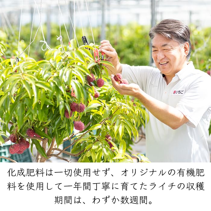 Amazon.co.jp: 宮崎県産 完熟 生ライチ｜国産 宮崎県 宮崎 生 ライチ