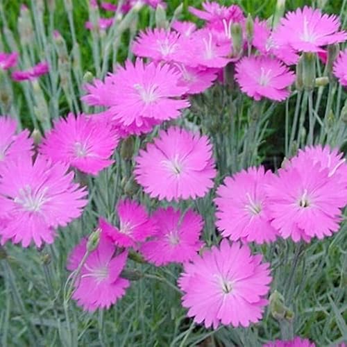 Miniatura 2 de QAUZUY GARDEN 100 Semillas Pink Dianthus Cheddar Pinks Carnation Sweet William Seeds Perenne Flower Heirloom Cubierta de suelo fácil de cultivar