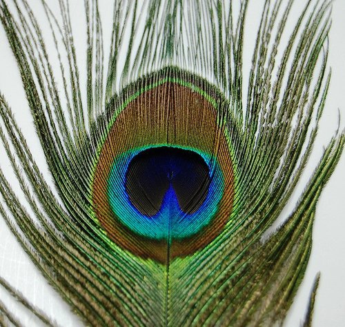 50 Pcs Peacock Feathers 25"-30" #TOP1