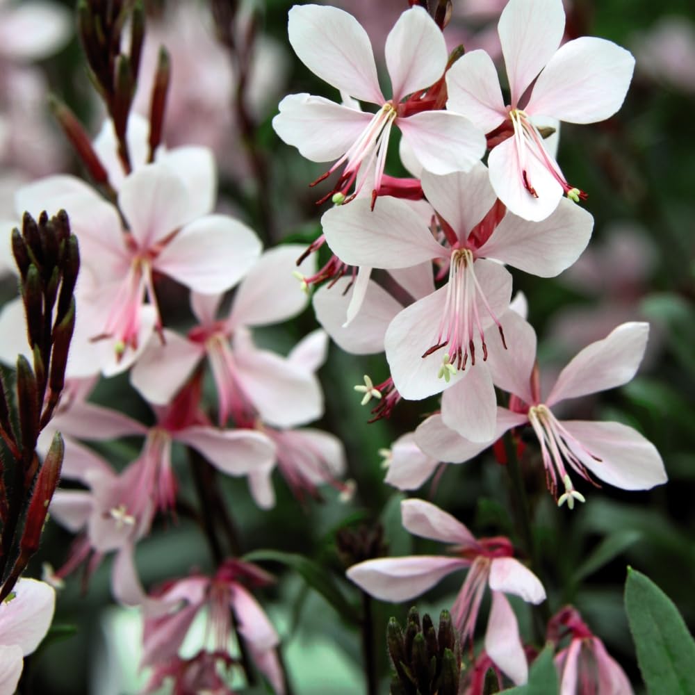 Gaura 'Gambit White' Compact Bushy Clump Masses of White Flowers Long Flowering Season Drought Tolerant 1x 9cm Pot by Thompson and Morgan