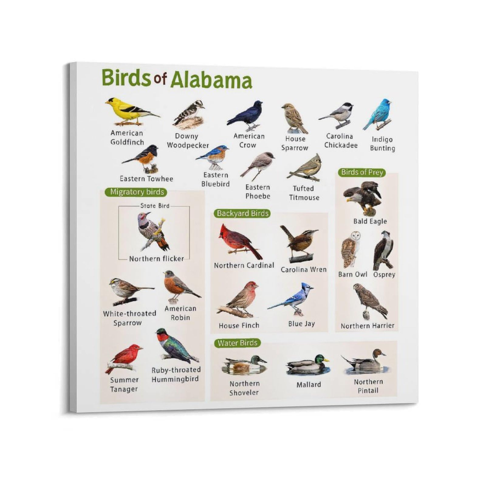 HNPBB Poster mit Vogelführer, Motiv: Alabama, dekoratives Gemälde, Leinwand, Wandposter und Kunstdruck, modernes Familienschlafzimmer, Dekoration, Poster, 50 x 50 cm