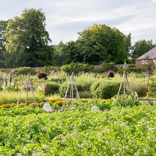 An ode to home grown