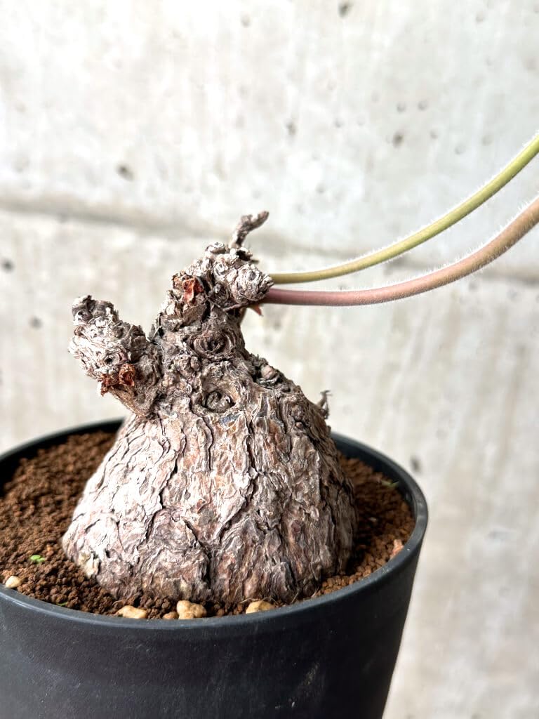 Amazon｜【現品限り】ペラルゴニウム・トリステ【AG37】 Pelargonium