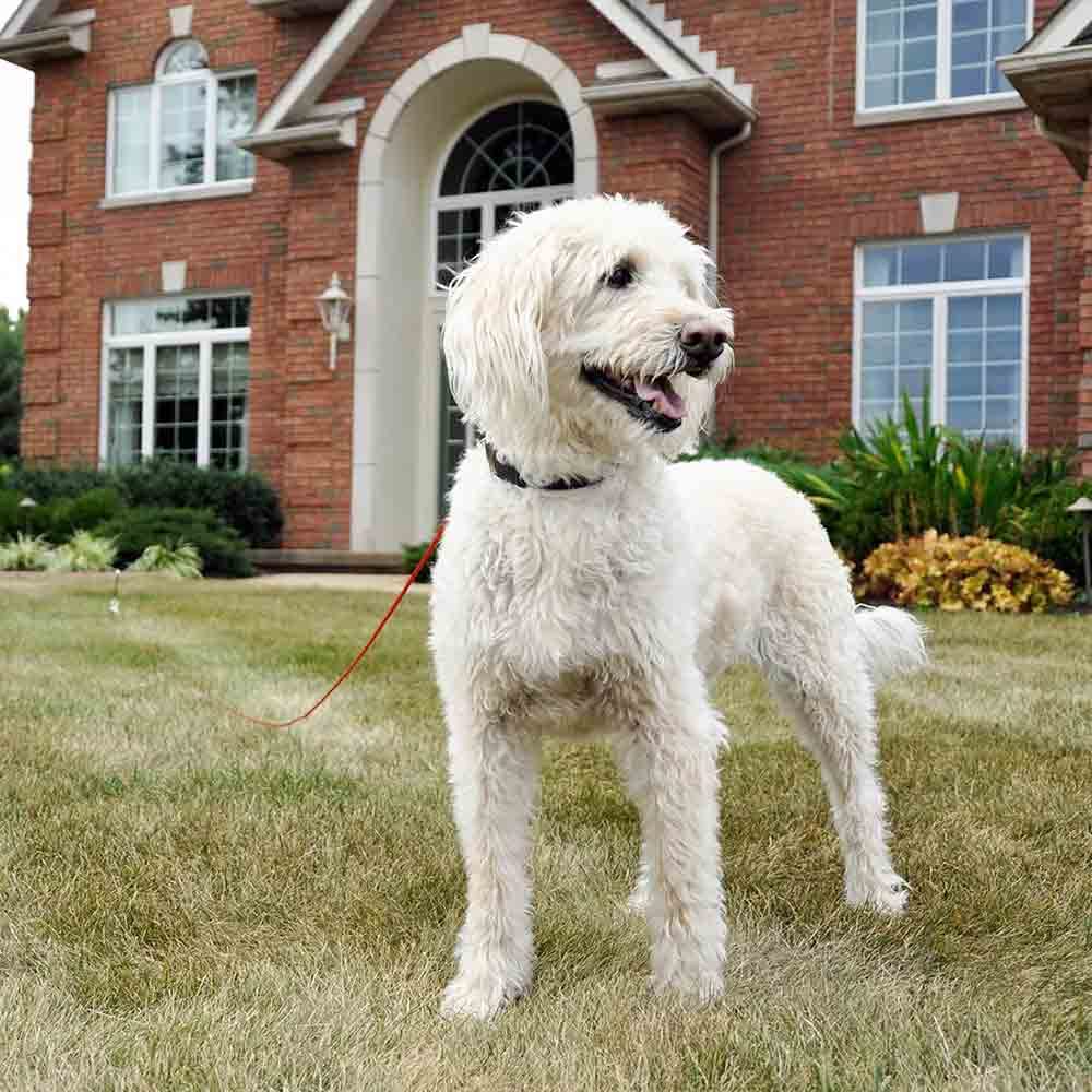 Vetrineinrete® Picchetto a Spirale con Cavo guinzaglio palo con Corda per Cani 4 mt da Giardino M63
