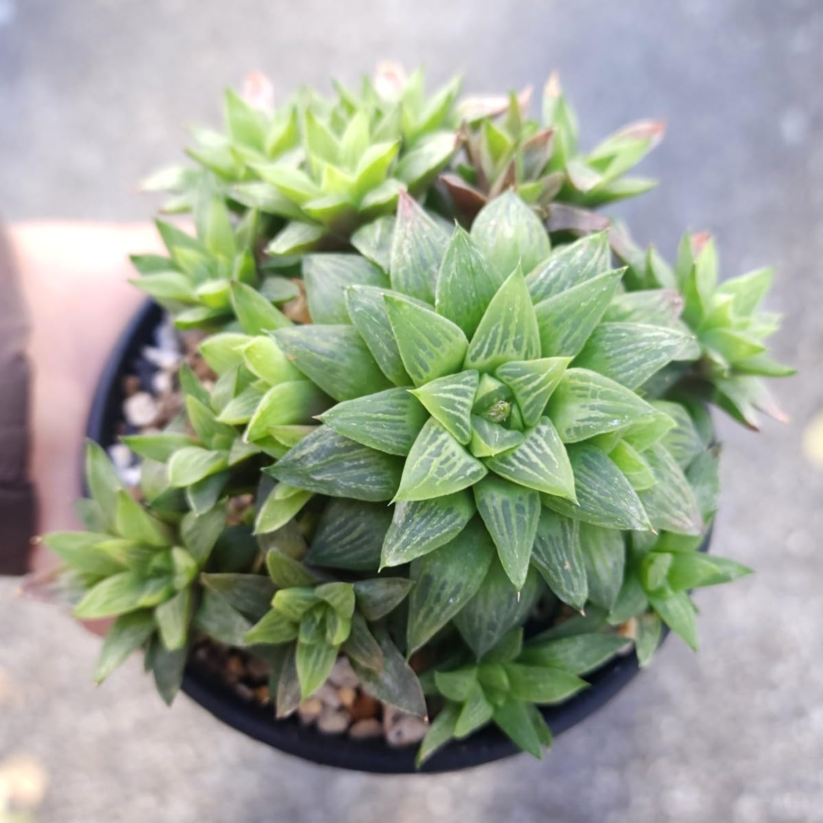 Amazon.co.jp: セール！！！ハオルチア 姫椿 多肉植物 苗 : DIY・工具